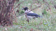 Corvus cornix