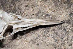 Piciformes