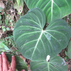 Philodendron gloriosum
