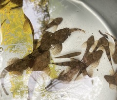 Cottus kanawhae