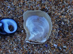 Isognomon perna