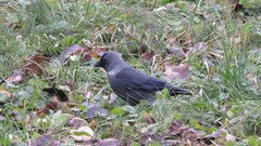 Corvus monedula