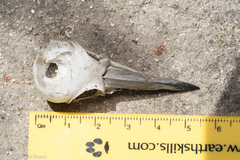 Piciformes
