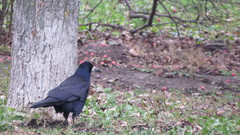 Corvus frugilegus