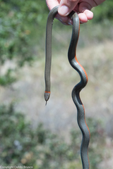 Diadophis punctatus vandenburgii