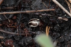 Calligrapha bidenticola