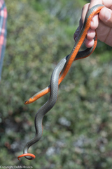 Diadophis punctatus vandenburgii