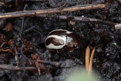 Calligrapha bidenticola