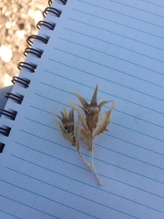 Mentzelia involucrata