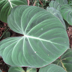 Philodendron gloriosum