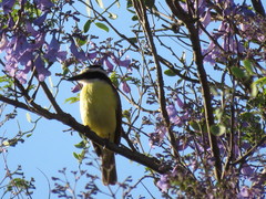 Pitangus sulphuratus