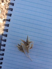 Mentzelia involucrata