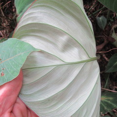 Philodendron gloriosum