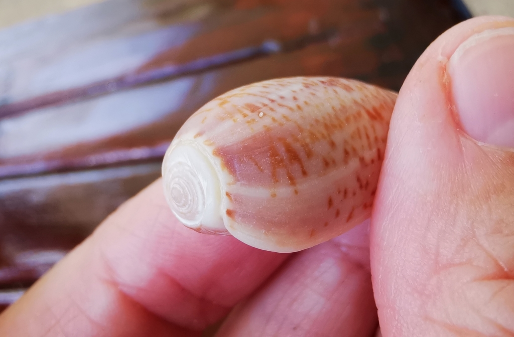Oliva elegans