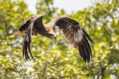 Milvus migrans