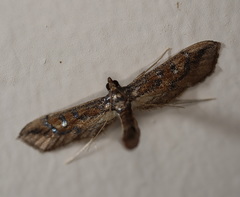 Hydriris chalybitis