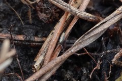 Lepidocyrtus paradoxus