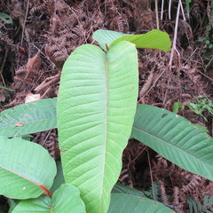 Vismia macrophylla