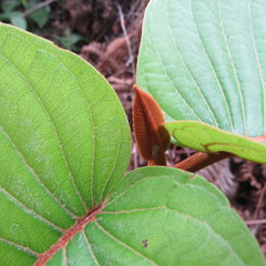 Vismia macrophylla
