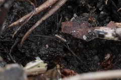 Lepidocyrtus paradoxus