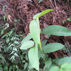 Vismia macrophylla
