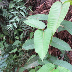 Vismia macrophylla