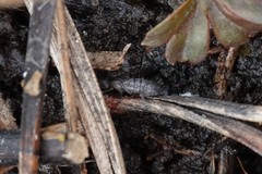 Pogonognathellus dubius