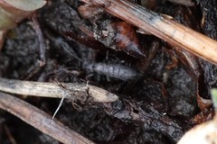 Pogonognathellus dubius