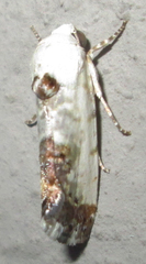Acontia