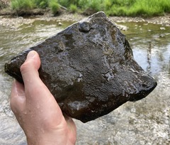 Etheostoma podostemone