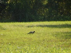 Phasianus colchicus formosanus