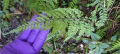 Athyrium tripinnatum