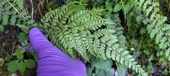Athyrium tripinnatum
