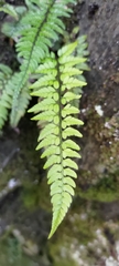 Polystichum luctuosum