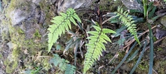 Polystichum luctuosum