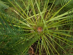 Cycas orientis