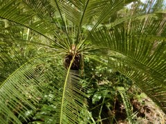 Cycas orientis