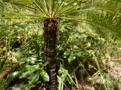 Cycas orientis