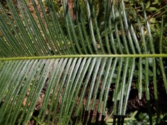 Cycas orientis