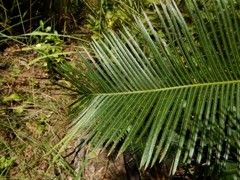 Cycas orientis