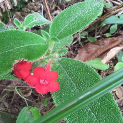 Gesnerieae
