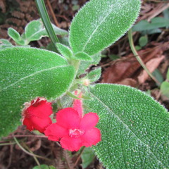 Gesnerieae
