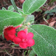 Gesnerieae