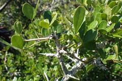 Searsia pterota