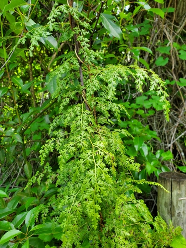 Lygodium japonicum image