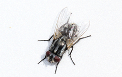 Musca vetustissima