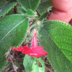 Gesnerieae