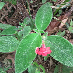 Gesnerieae
