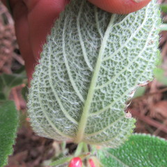 Gesnerieae