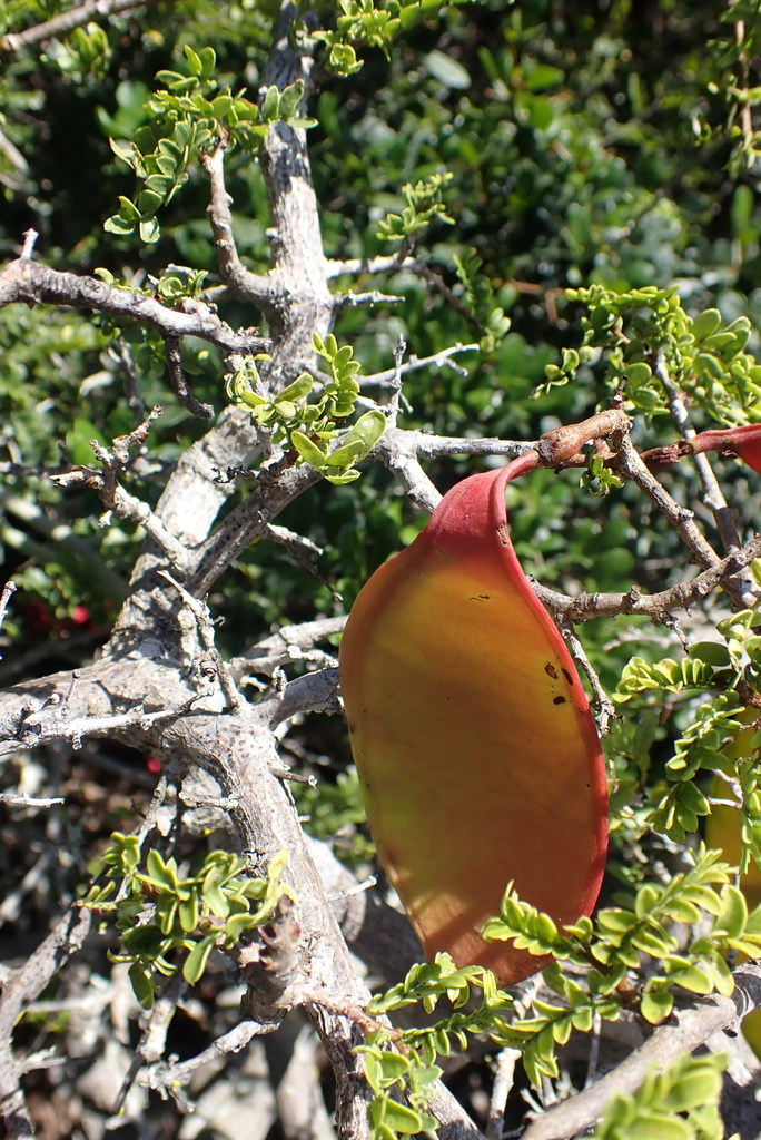 Karoo Boerbean